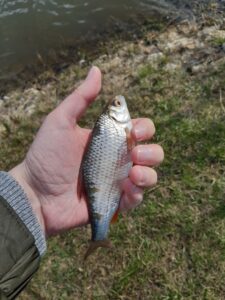 Marzec 2021: Pierwsza wiosenna Płoć