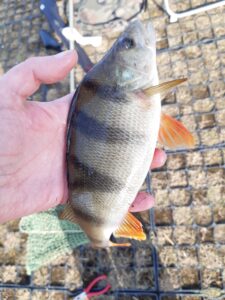 05.04.2021 kol. Szymon: Okoń 25 cm,