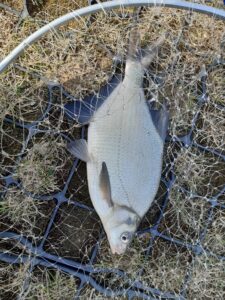 05.04.2021 kol. Szymon: Leszcz 33 cm