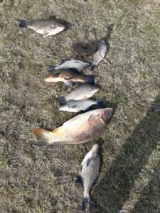 05.04.2021 kol. Wojtek: Karasie, Liny, Leszcze i Karp