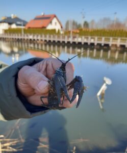 Wiosna marzec 2022 ryby jeszcze nie aktywne ale raki już tak:)