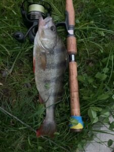 19.05.2021: kol. Kazik, piękny Okoń