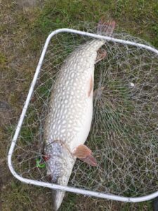 Maj 2021: kol. Wiesiek, Szczupak 76 cm , 4,4 kg,