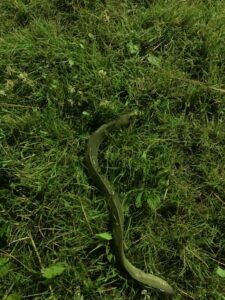 Czerwiec 2021: Pierwszy złapany w 2021 Węgorz