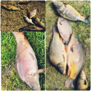 kol. Wojtek : Karpie, Liny, Karasie : czerwiec 2021