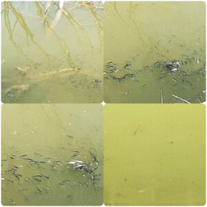 Nasz czerwcowy narybek 2021