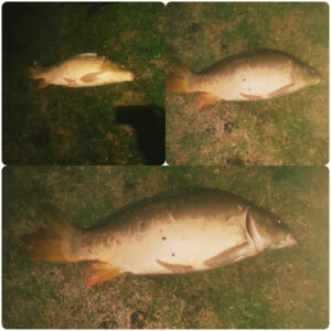 25.06.2021 kol. Bronek : Karp 71 cm około 8 kg