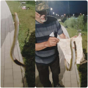 27.06.2021 kol. Krzysiek i Wojtek: Węgorz 60 cm,