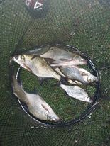 18.07.2021 Kol. Krzysiek i Szymon, kilka ładnych Leszczy wpadło