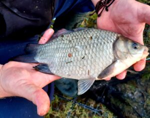 28.08.2021 kol. Wojtek: Karaś 35cm