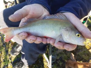 05.09.2021 Kol. Grzesiek: Okoń 28cm