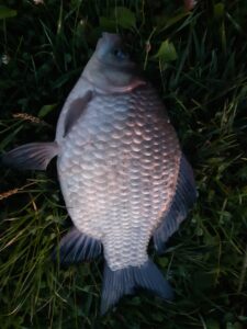 05.09.2021 Kol. Krzysiek: Karaś 38cm