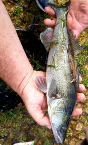 12.09.2021: Kol Wojtek: Sandacz 43 cm