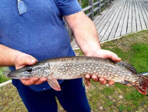 12.09.2021: Kol Wojtek: Szczupak 58 cm