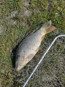 04.09.2021 kol. Wiesiek :Karp 2,6kg,