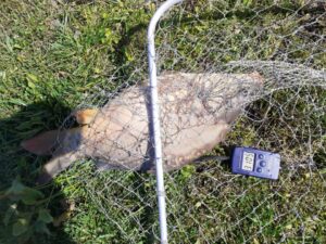 04.09.2021 kol. Wiesiek :Karp 3,1kg,