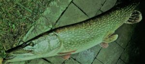 Rok 2021: Kol Piotr: Szczupak ok.70 cm