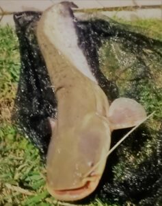 Rok 2021: Kol Piotr: Sum ok.80 cm