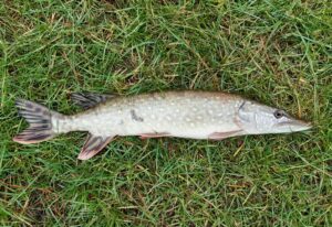 19.12.2021: Kol Wojtek: Szczupak 62 cm