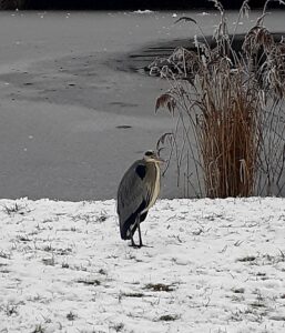 Czapla siwa 14.12.2021