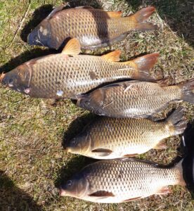 27.03.2022: Kol Wojtek, Kol Grzesiek, Kol Krzysiek, Kol Krzysiek2: Karpie