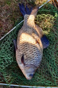 28.03.2022: Kol Szymon : Karaś 35cm