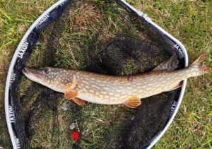 01.05.2022: Kol Szymon : Szczupak 74cm 2,3kg