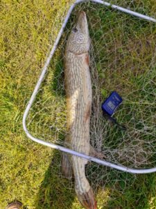 20.05.2022: Kol Wiesiek : Szczupak 79 cm 2,3kg