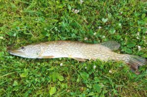 08.06.2022: Kol Marek : Szczupak 66 cm 1,4 kg