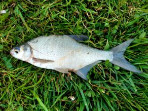 08.06.2022: Kol Marek : Leszcz 35 cm