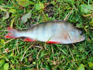 10.07.2022: Kol Krzysiek : Okoń 23 cm