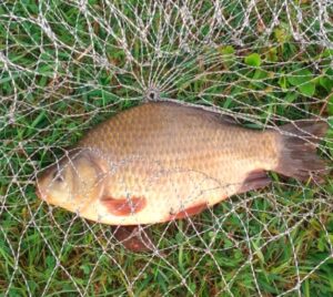 17.08.2022: Kol Wiesiek : Złoty Karaś 35 cm 0,8 kg