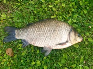 30.08.2022: Kol Wiesiek : Karaś 41 cm 1,3 kg