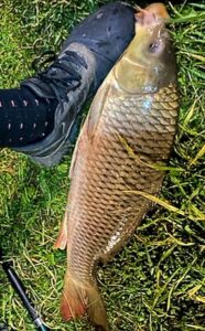 09.09.2022: Kol Krzysztof : Karp 58 cm 3,6kg