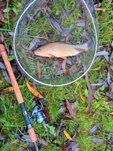 23.10.2022: Kol Adrian : Lin 37 cm