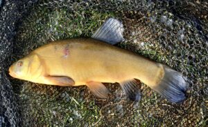 19.04.2023: Kol Szymon : Lin 34 cm 0,4 kg