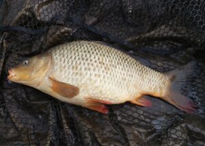 25.03.2023: Kol Władek : Karp Sazan 40 cm 1,5 kg