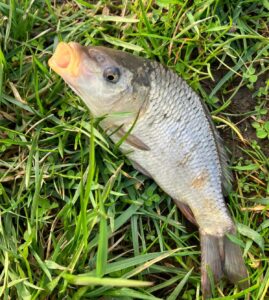 15.04.2023: Kol Adrian : Karpik 30 cm