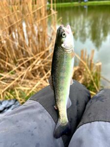 16.04.2023: Kol Kazik :Pstrąg