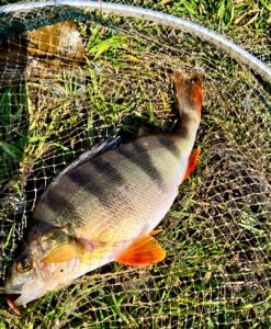 11.04.2023: Kol Adrian : Okoń 25 cm