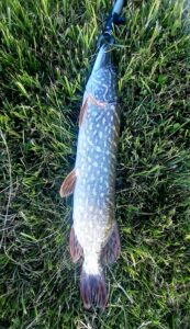 28.05.2023 kol. Andrzej : Szczupak 64 cm, 1,8 kg