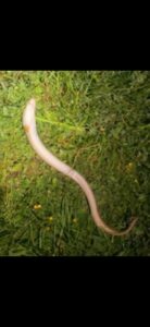 21.05.2023 kol. Krzysiek Węgorz 65 cm,