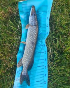 31.05.2023 kol. Szymon : Szczupak 59 cm, 1 kg