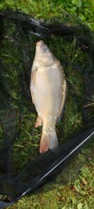 17.06.2023: Kol Krystian : Karp 47 cm 2,9 kg