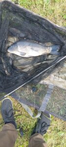 20.06.2023: Kol Krystian : Karp 42 cm 2,3 kg
