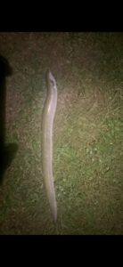 24.06.2023 kol. Krzysiek Węgorz 74 cm,