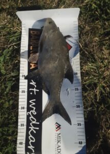 24.07.2023: Kol Marcin : Leszcz 35 cm