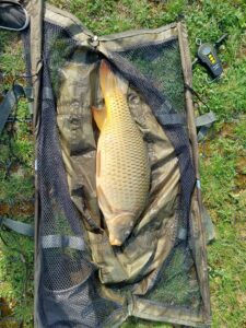 14.08.2023: Kol Krystian : Karp 55 cm , 3 kg