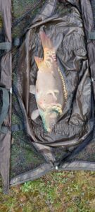 21.08.2023: Kol Krystian : Karp 53 cm, 2,50 kg . Ps zielony jest po odkażaczu