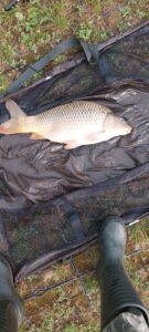21.08.2023: Kol Krystian : Karp 55 cm, 3,66 kg
